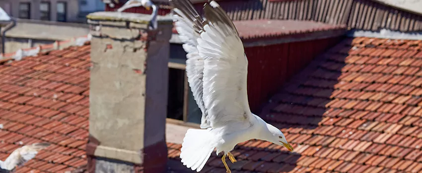 Residential Chimney Animal Removal Solution in Trussville, AL