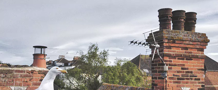 Chimney Cleaning And Restoration in Trussville, Alabama